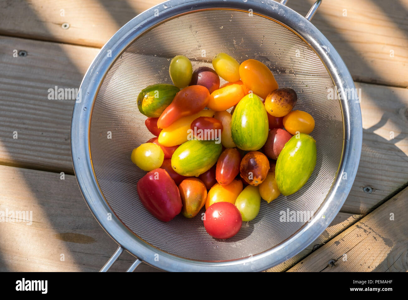 Eine Auswahl an frischen bunten Tomaten in einem Drahtkorb. Stockfoto