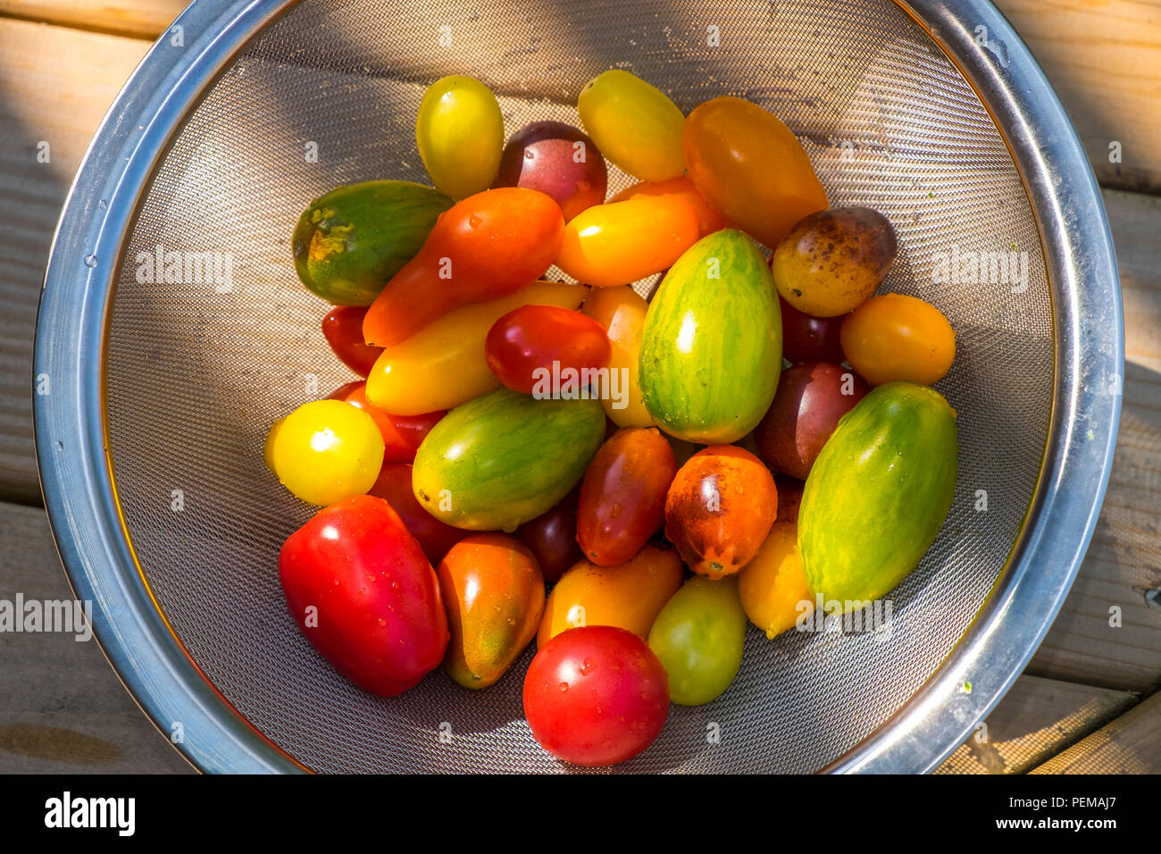 Eine Nahaufnahme von einem Drahtkorb mit einer Auswahl an bunten frischen Tomaten gefüllt. Stockfoto