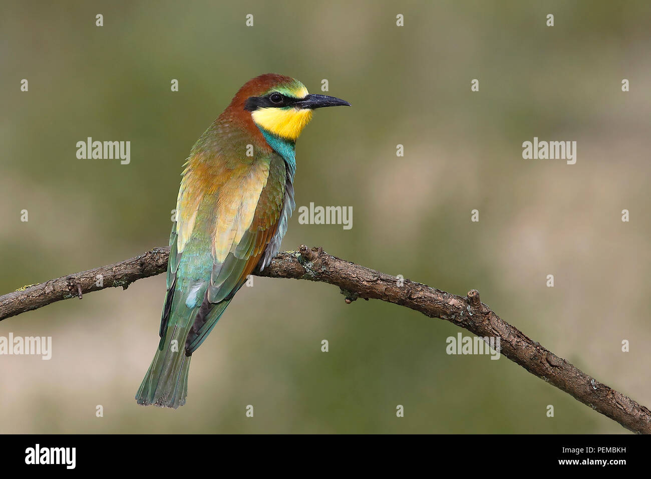 Europäische Bienenfresser (Merops apiaster), jungen Vogel auf Ast sitzt, Nationalpark Neusiedler See, Burgenland, Österreich Stockfoto