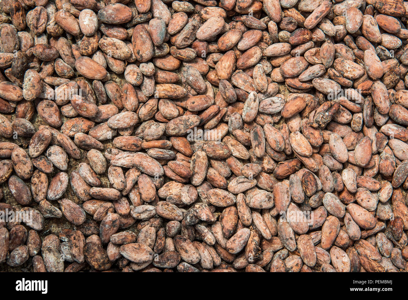 Kakaobohnen für die Trocknung, Roça Monte Forte, Neves, São Tomé und Príncipe Stockfoto