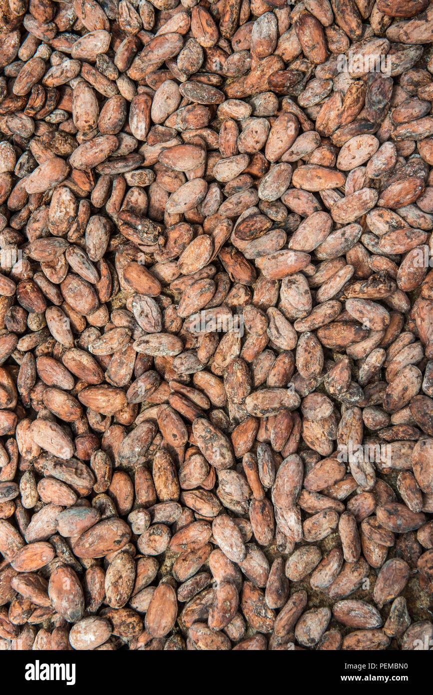 Kakaobohnen für die Trocknung, Roça Monte Forte, Neves, São Tomé und Príncipe Stockfoto
