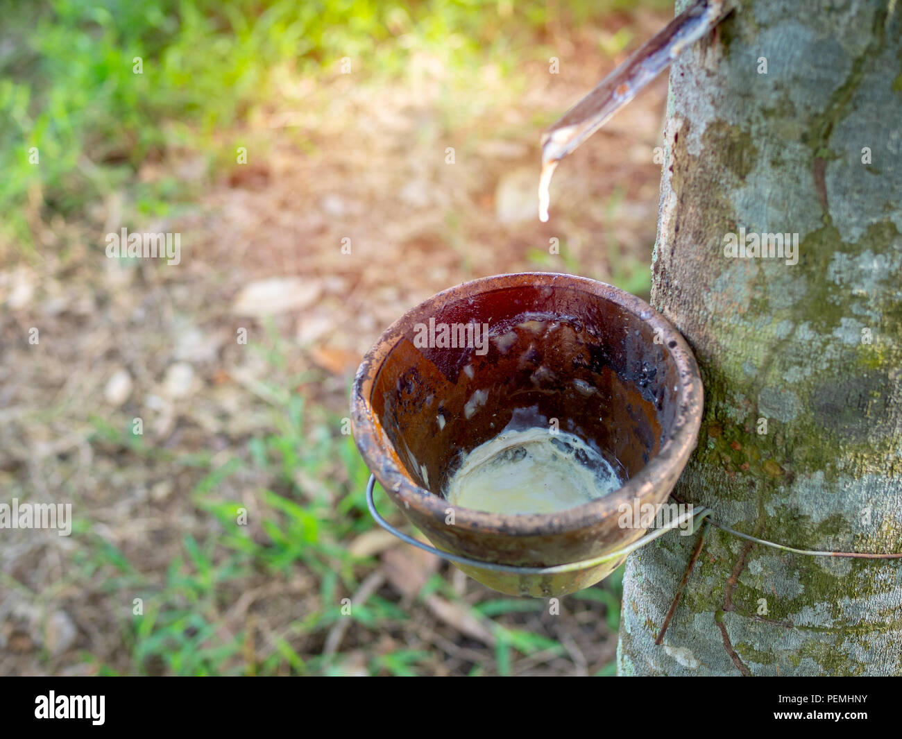 Gummibaum und Schssel milchigen Latex. Quelle natrlicher Gummi. Tippen  latex aus Gummi Baum Stockfotografie - Alamy