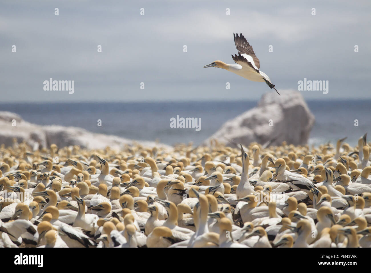 Bird Island Nature Reserve in Lambert's Bay, Western Cape Provinz, in Südafrika, ist ein wichtiger Brutplatz für Seevögel, besonders Kap Tölpel. Stockfoto