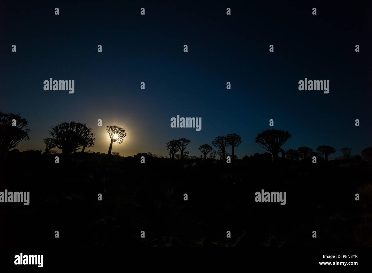 Mond und Silhouette Köcherbäume, Aloidendron dichotomum, im malerischen Köcherbaumwald, Keetmanshoop,! Karas Region, Namibia. Stockfoto