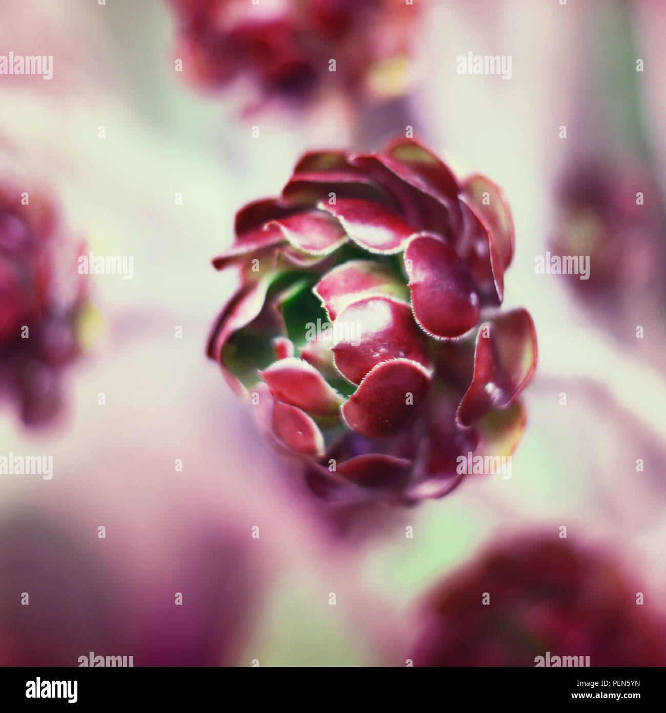 Sukkulente mit lila blüten Fotos und Bildmaterial in hoher Auflösung