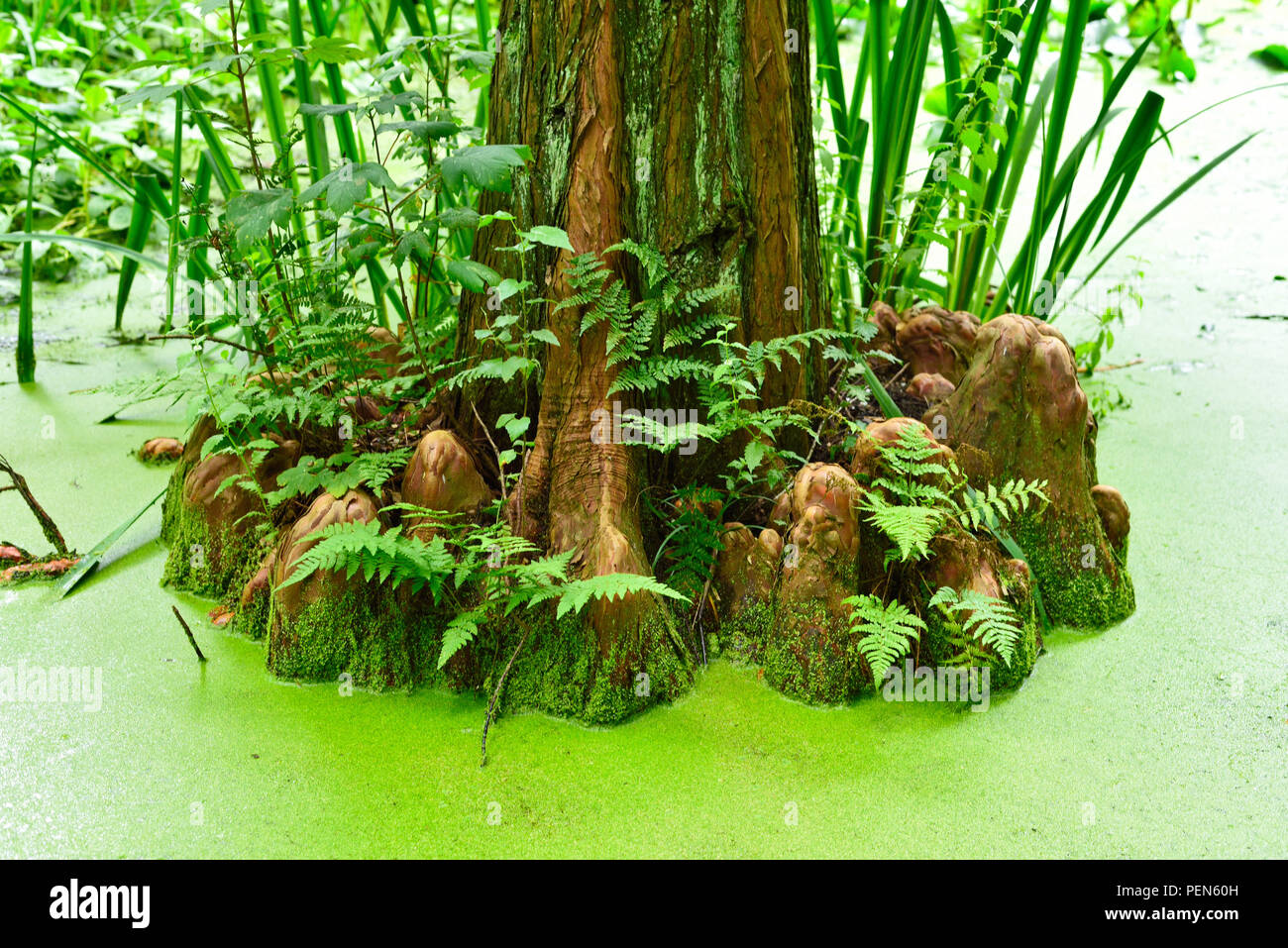 Cypress mit alten Bäumen und grünen Teich Sumpf. Idyllische Natur Hintergrund der Feuchtgebiete. Stockfoto