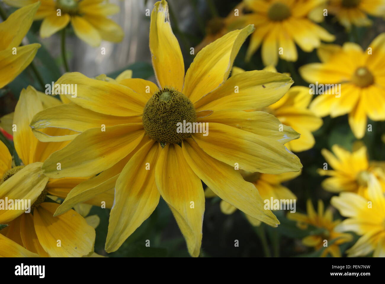 Fleur de Frankreich Stockfoto
