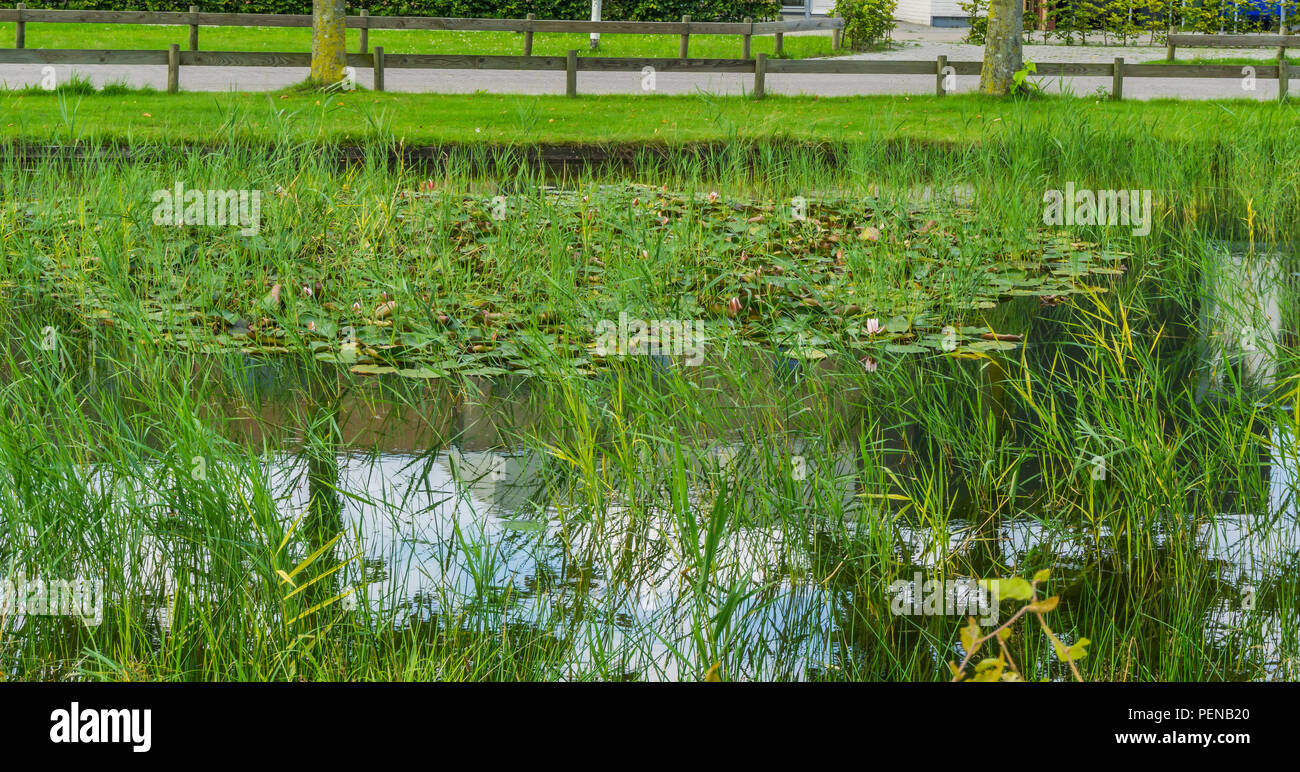 Wasser Teich mit rosa Wasser Lilly's Stockfoto