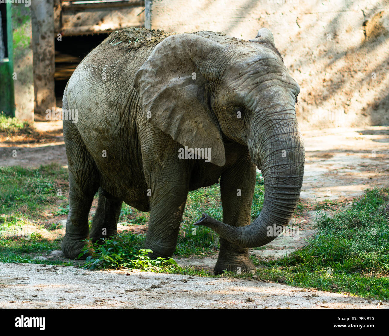 Junge afrikanische Elefanten in getrocknetem Schlamm bedeckt zum Schutz vor Sonne und Schädlingsbekämpfung Stockfoto