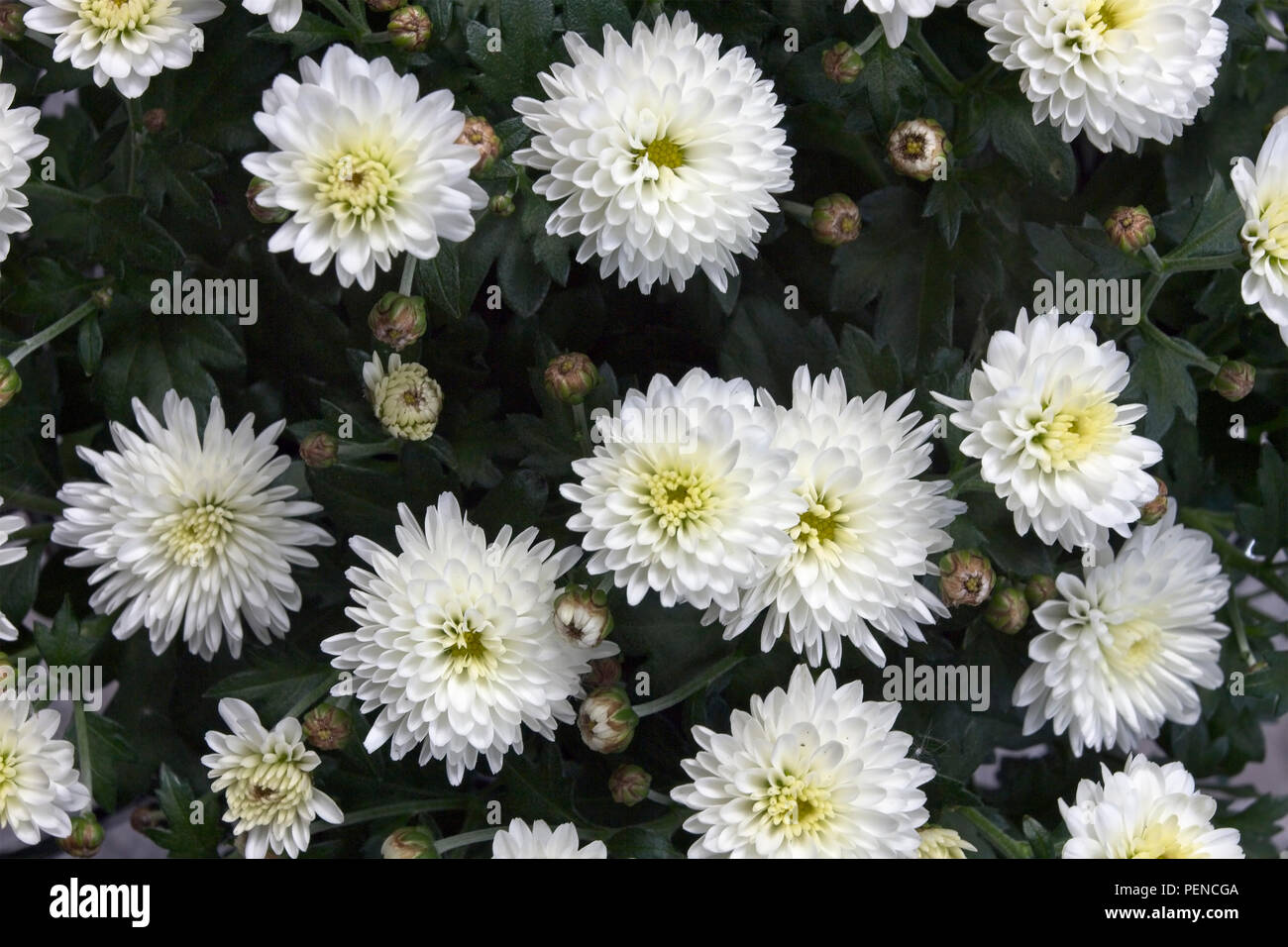 White Chrysanthemum morifolium Blumen Stockfoto