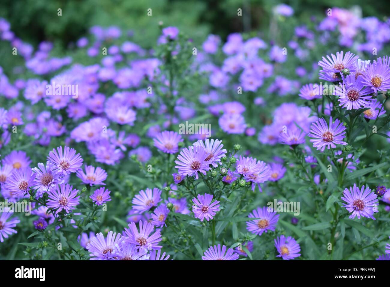 Lila Astern Bluhen Im Sommer Garten Stockfoto Bild 215602286 Alamy