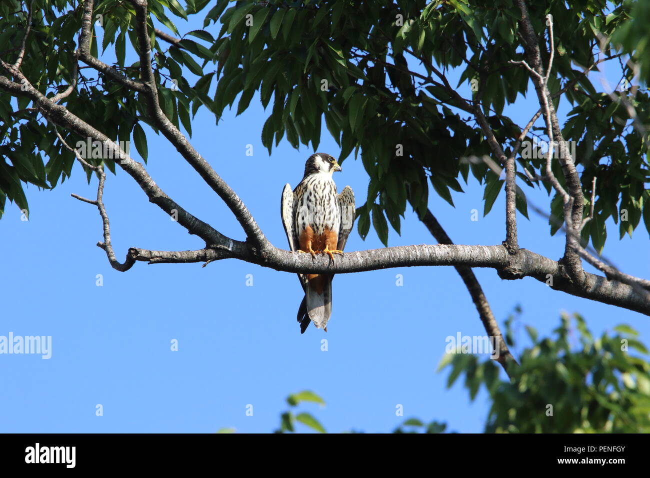 Eurasischen hobby (Falco subbuteo) in Japan Stockfoto