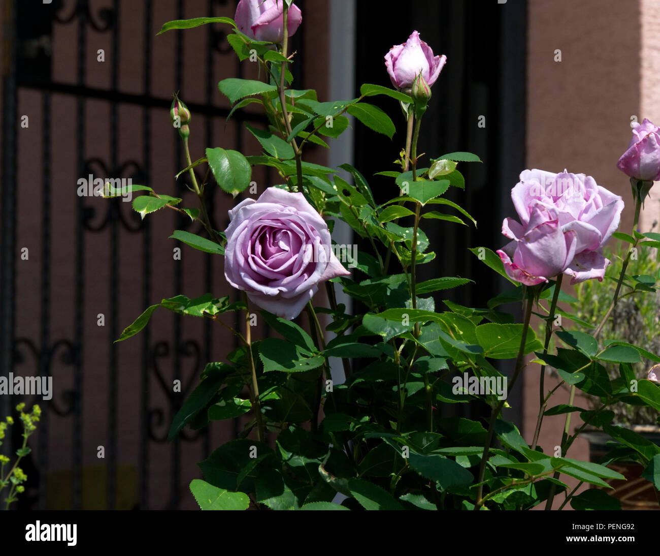 Bush Von Lila Rose Bluten Mit Einem Metall Tor Im Hintergrund Garten Blumen Bluhen Im Sommer Stockfotografie Alamy