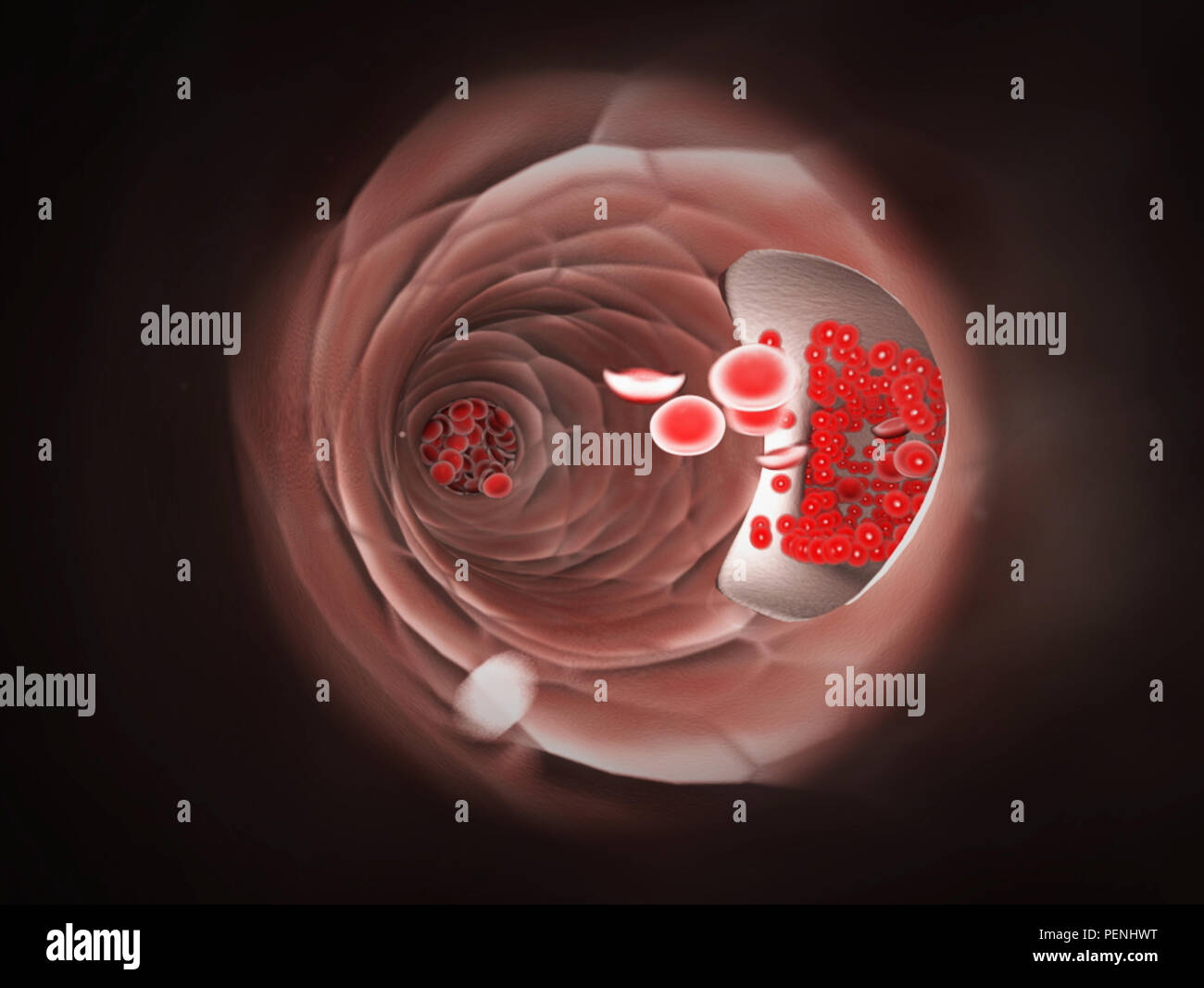 Endoskopische Sicht der fließenden Erythrozyten in eine Vene Stockfoto