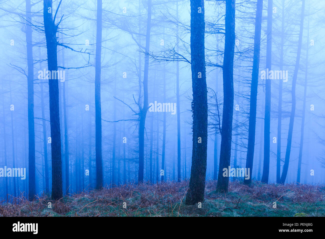 Buchenholz im Nebel. Stockfoto