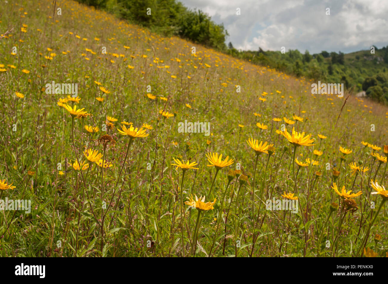 Gelbe oxeye, Hesselberg, Ansbach, fränkische Central-Franconia, Alpen, Bayern, Deutschland, (Buphthalmum salicifolium) Stockfoto
