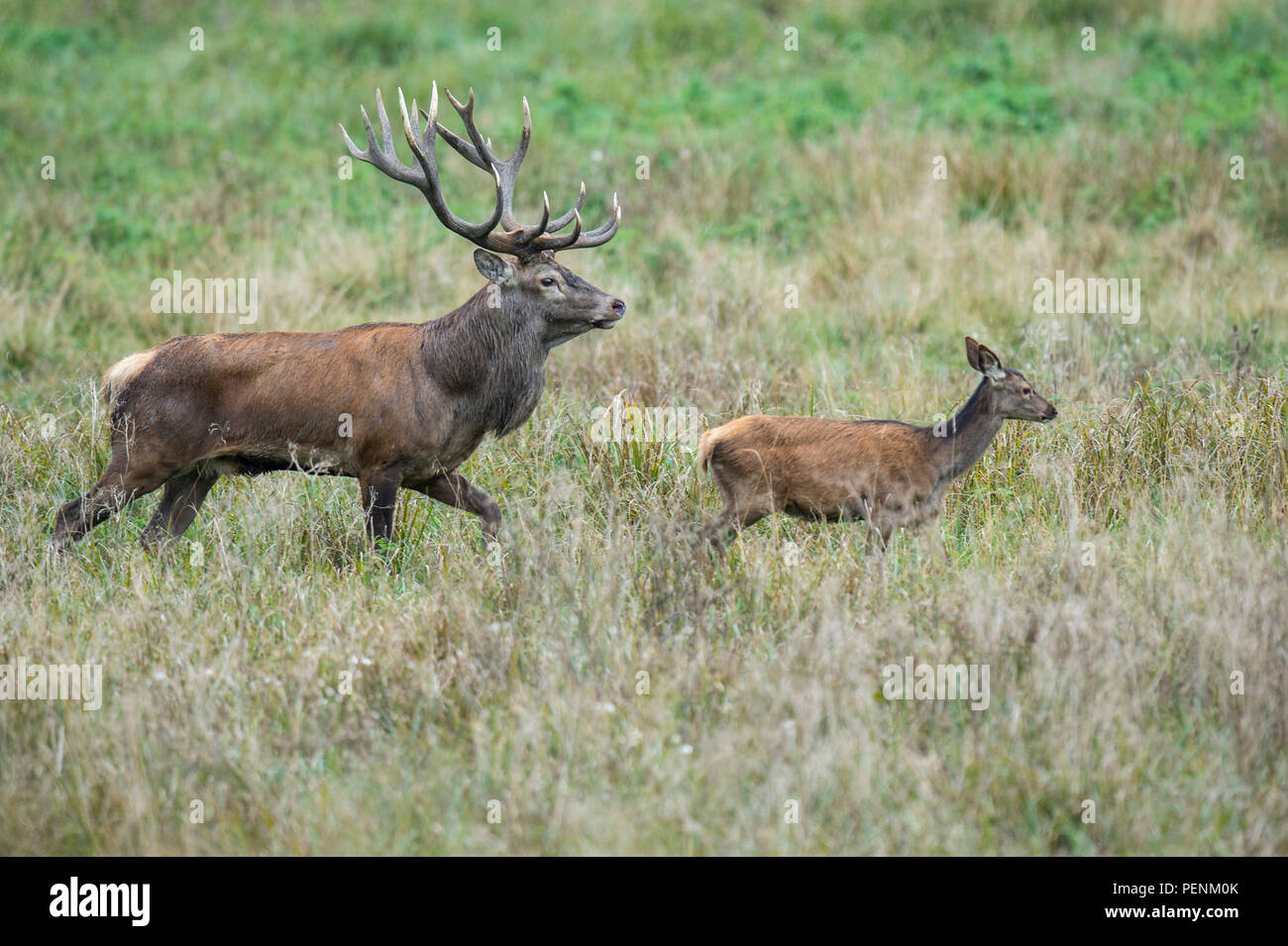 Red Deer, Männer und Jungen, Dänemark, (Cervus elaphus) Stockfoto