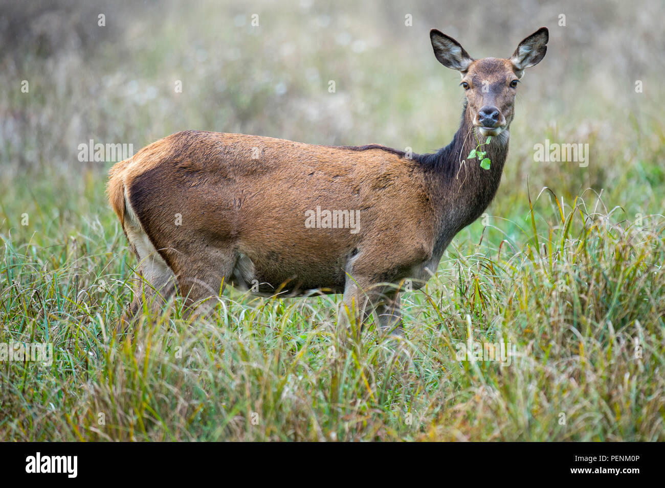 Red Deer, weiblich, Dänemark, (Cervus elaphus) Stockfoto