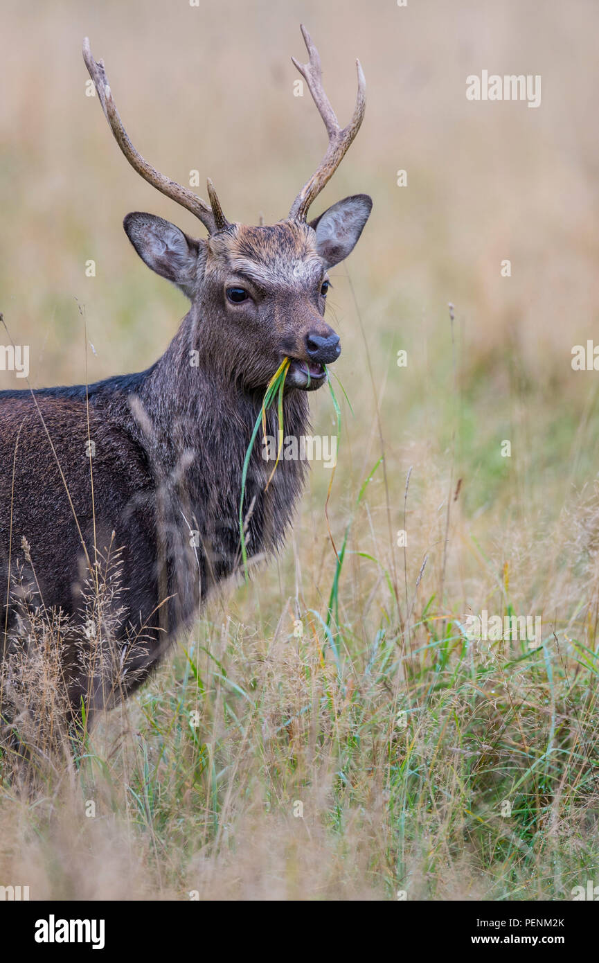 Sika Deer, männlich, Dänemark (Cervus Nippon) Stockfoto