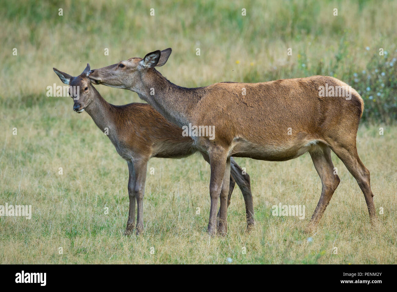 Red Deer, weibliche und Junge, Dänemark, (Cervus elaphus) Stockfoto