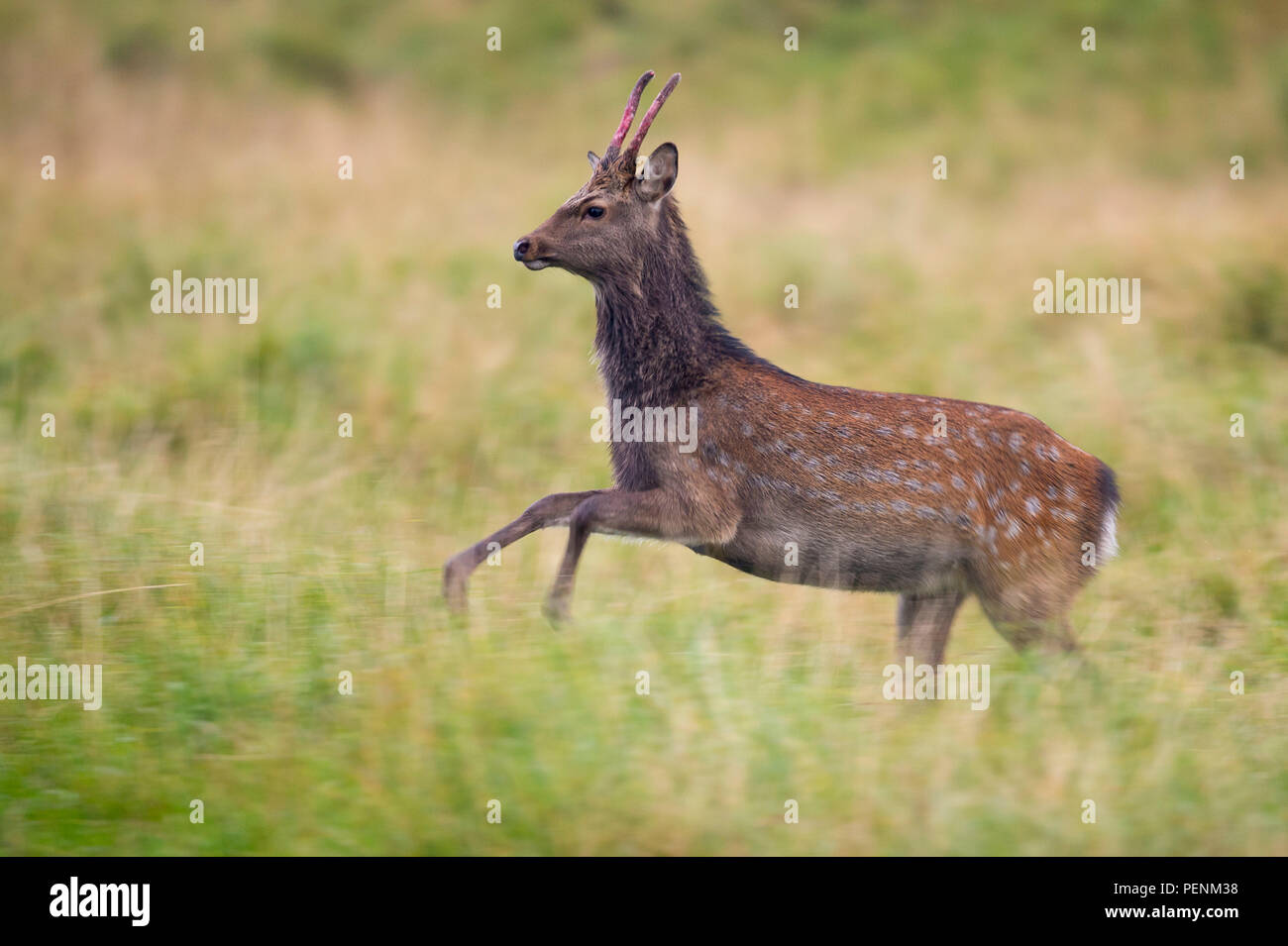 Sika Deer, männlich, Dänemark (Cervus Nippon) Stockfoto