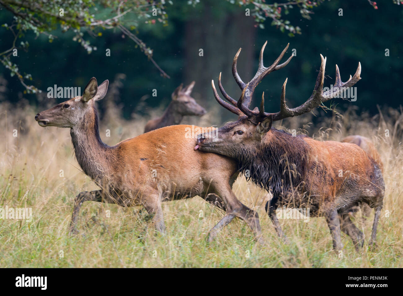 Red Deer, männlich und weiblich, Dänemark, (Cervus elaphus) Stockfoto