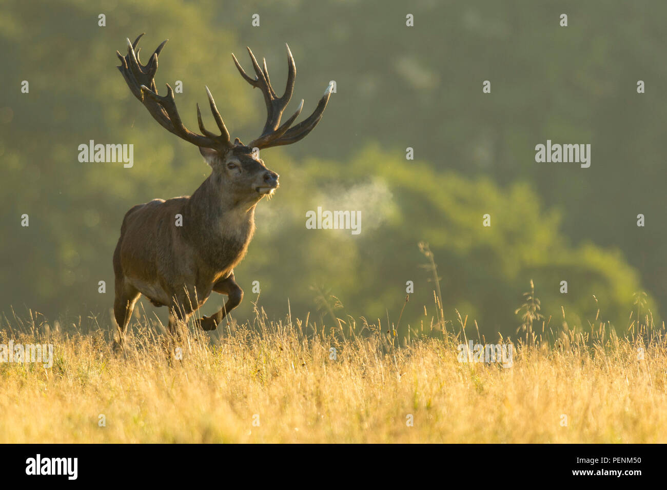 Red Deer, männlich, Dänemark, (Cervus elaphus) Stockfoto