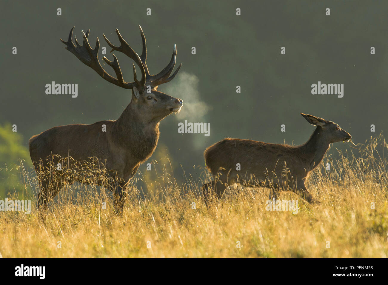 Red Deer, männlich und weiblich, Dänemark, (Cervus elaphus) Stockfoto