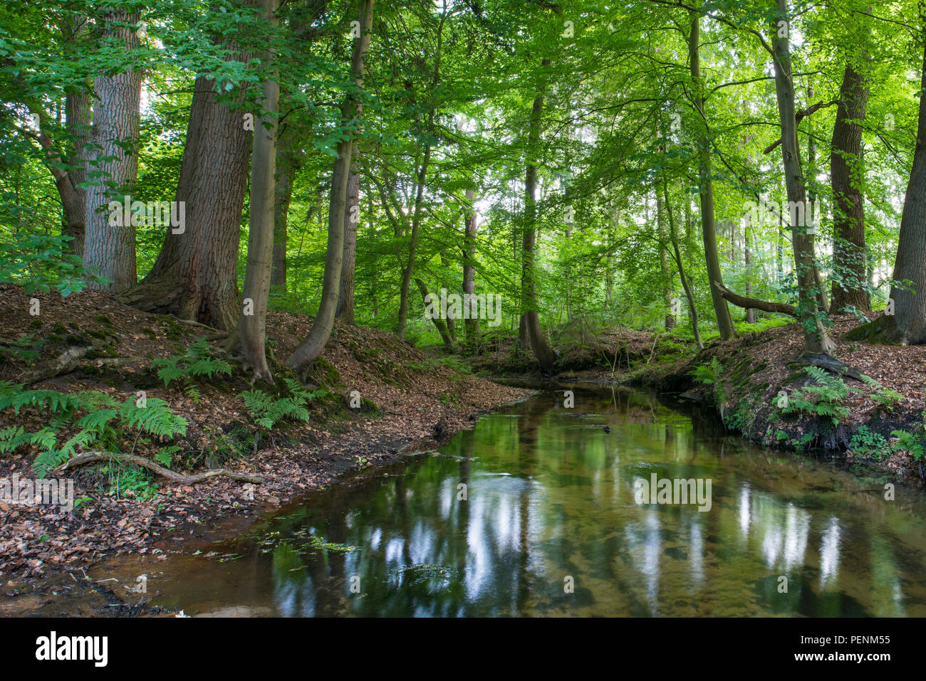 Wald, Bach, Visbek, Niedersachsen, Deutschland Stockfoto