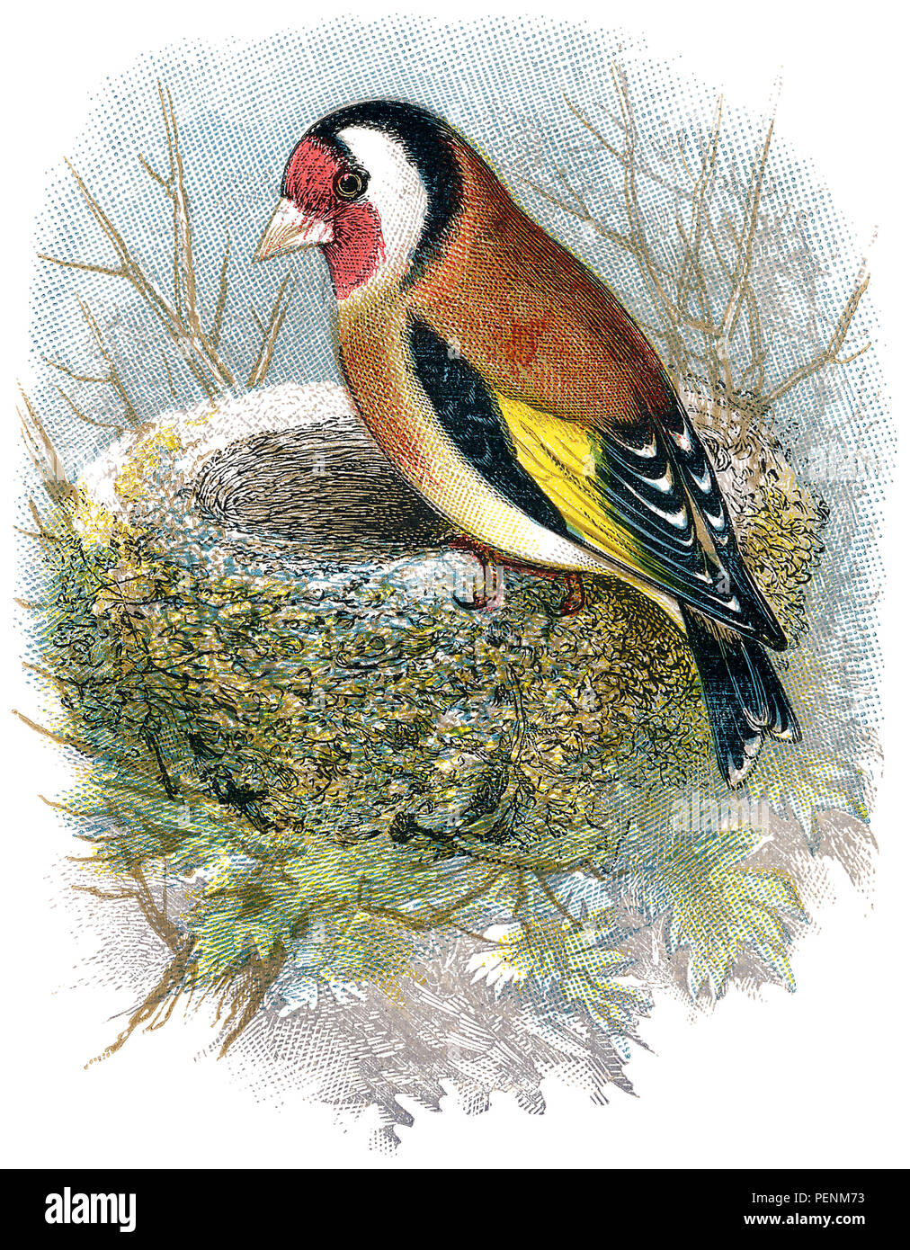 1898 Farbe Gravur eines Europäischen Stieglitz (Carduelis carduelis) und ihr Nest. Stockfoto