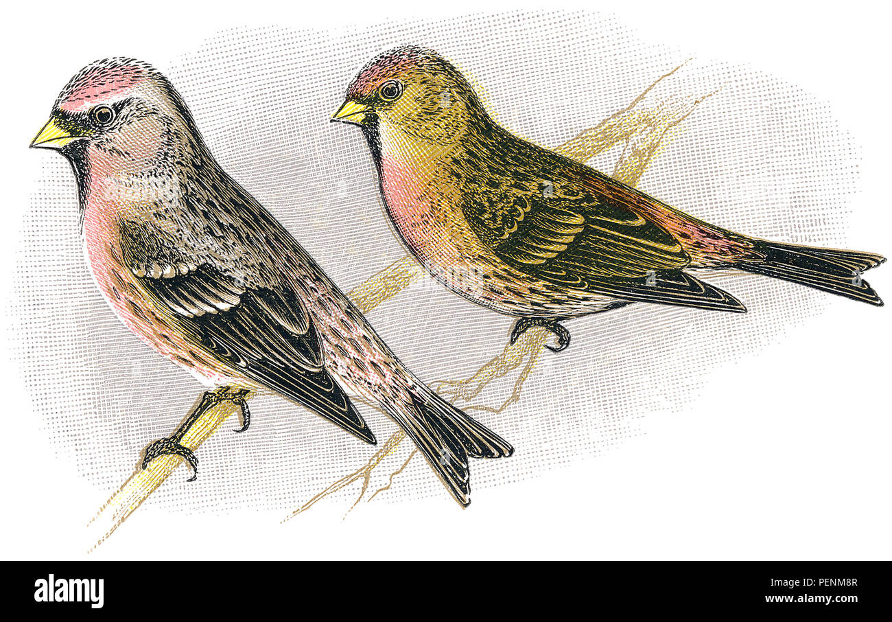 1898 Farbe Gravur einer birkenzeisig (Cannabina linaria) und weniger redpoll (Cannabina rufescens). Stockfoto