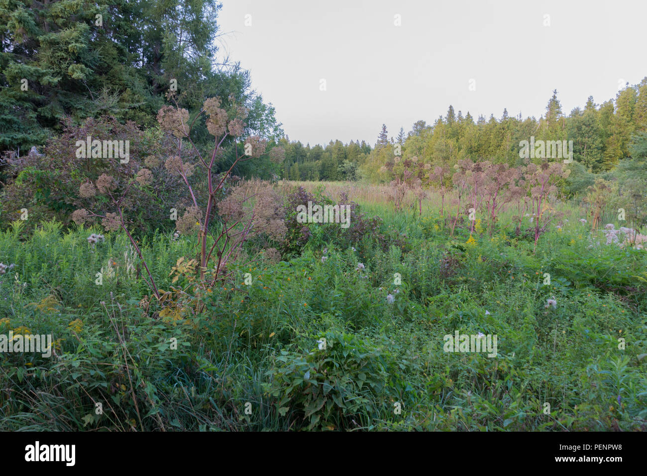 Riesenbärenklau Giftig giftige Unkraut im Spätsommer in Saatgut Stockfoto