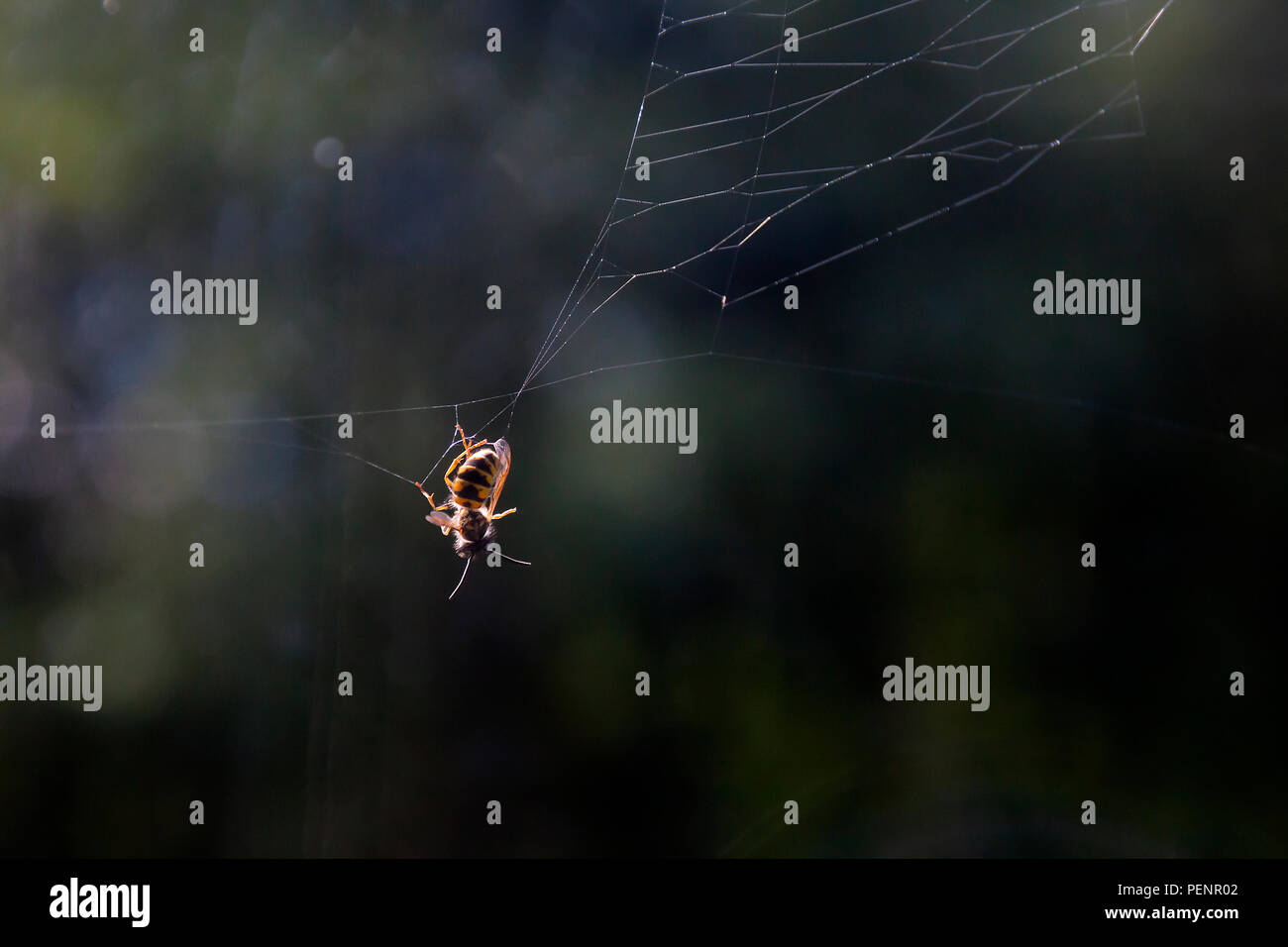 Wespe (Vespula vulgaris) gefangen in Spinnennetz mit natürlichen Seitenbeleuchtung und Soft-Fokus Hintergrund und Kopieraum. Leben hängt an einem Faden Konzept. Stockfoto