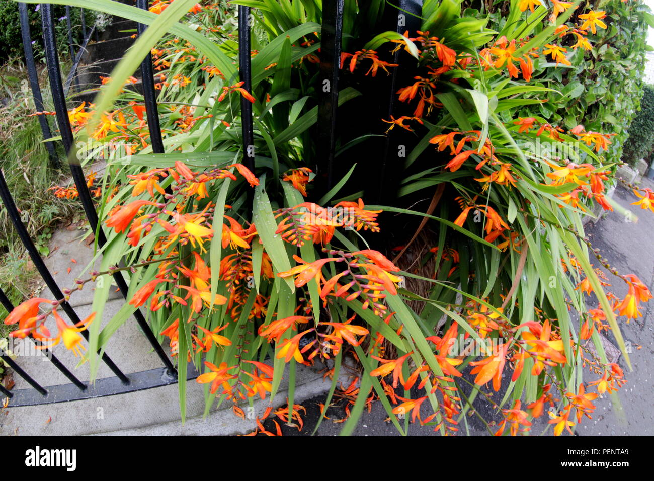 Orange Montbretia Crocosmia crocosmiiflora Stockfoto