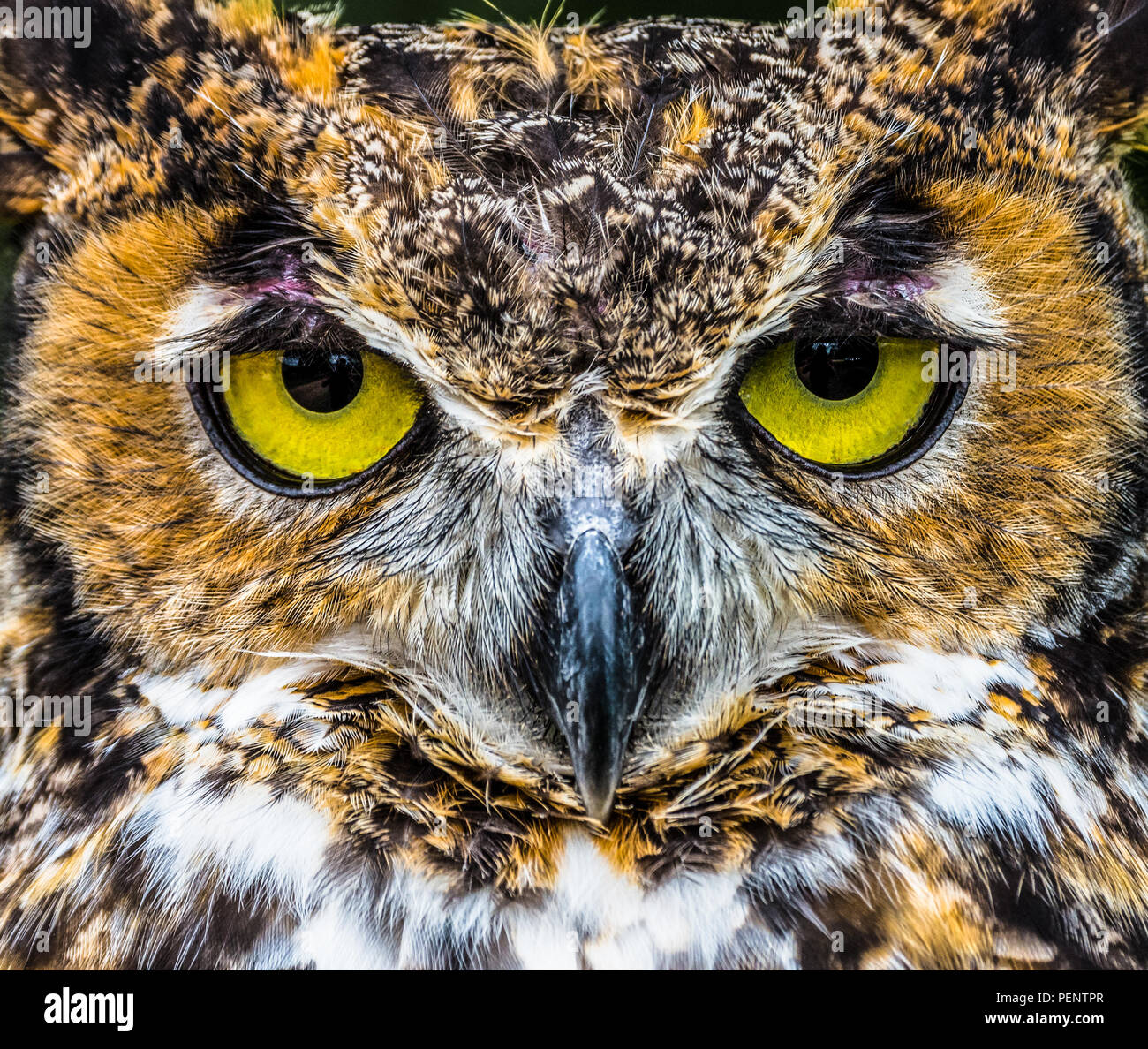 Great Horned owl Close up mit leuchtend gelben Augen Stockfoto