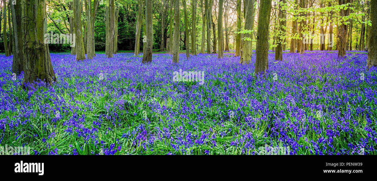 Mai prächtige war auf badbury Hügel im Herzen der Costwolds Landschaft in Großbritannien gedreht. Ein Weitwinkelobjektiv wurde verwendet, um die riesigen bin zu erfassen Stockfoto