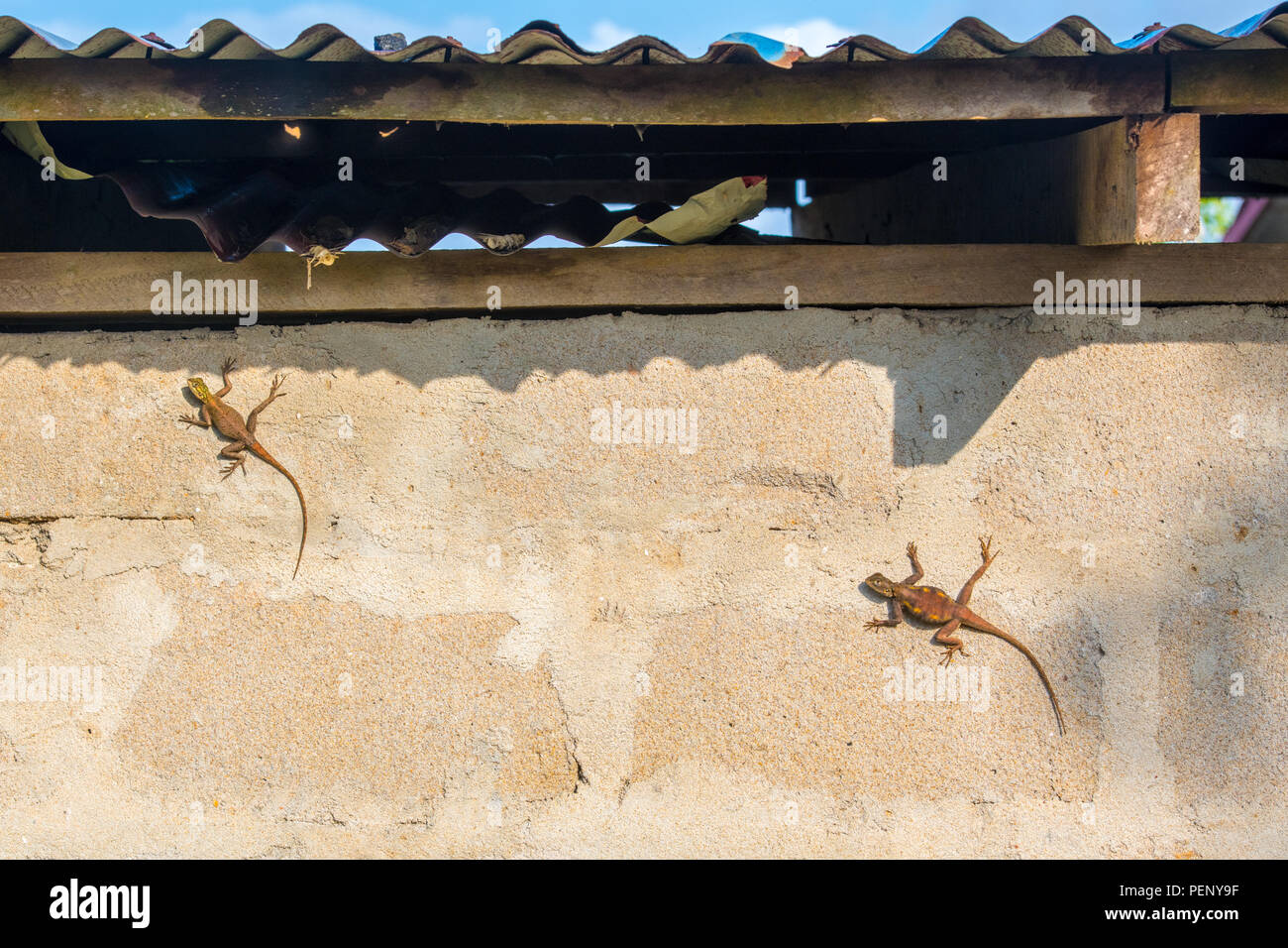 Zwei Regenbogen Agama Eidechsen (Agama agama) hängen über eine Betonwand. Ganta, Liberia Stockfoto