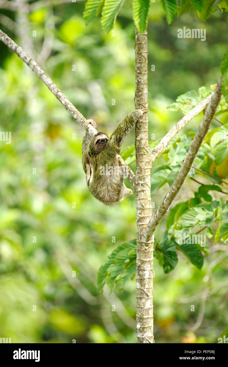 Drei-toed Sloth, Tiskita Regenwald, Costa Rica Stockfoto