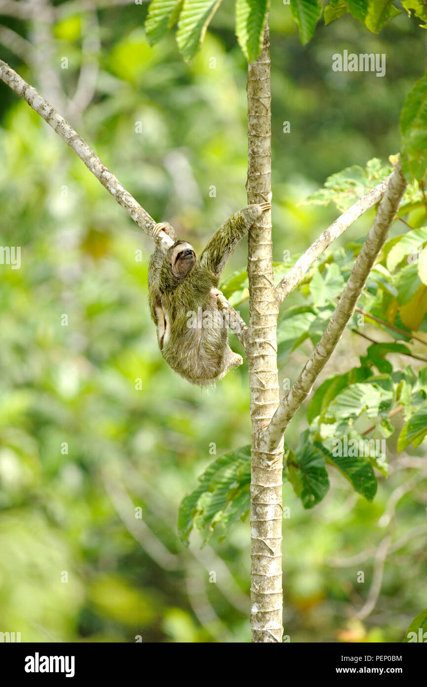 Drei-toed Sloth, Tiskita Regenwald, Costa Rica Stockfoto
