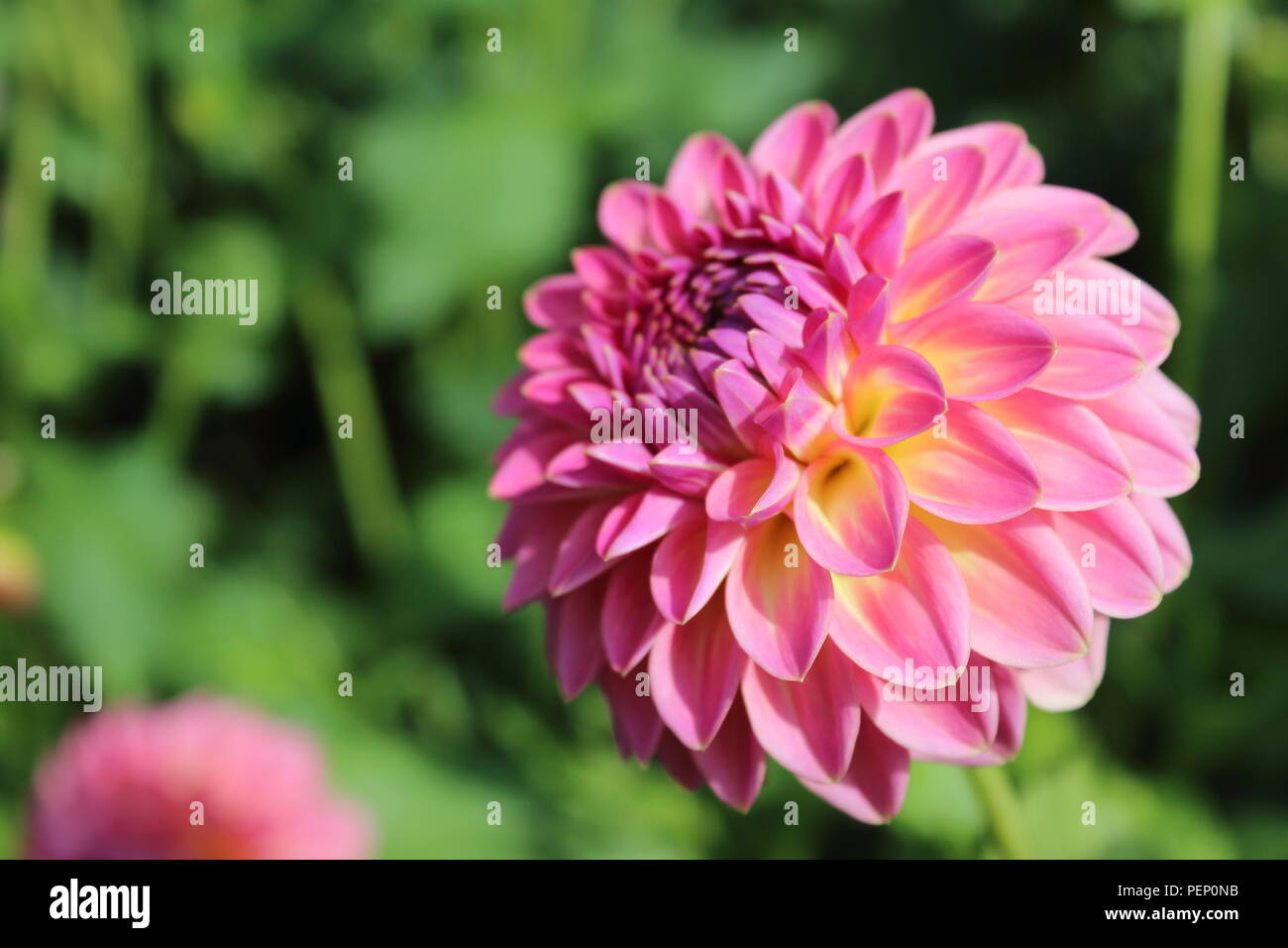 Rosa Dahlie Blume pink suffusion in Blume Stockfoto