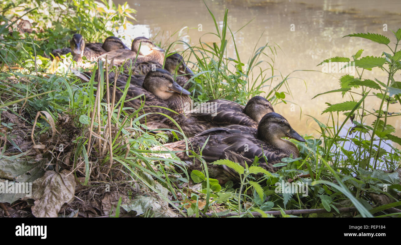 Stockenten (Anas platyrhynchos) in Chichester Canal, Chichester, West Sussex, Großbritannien Stockfoto