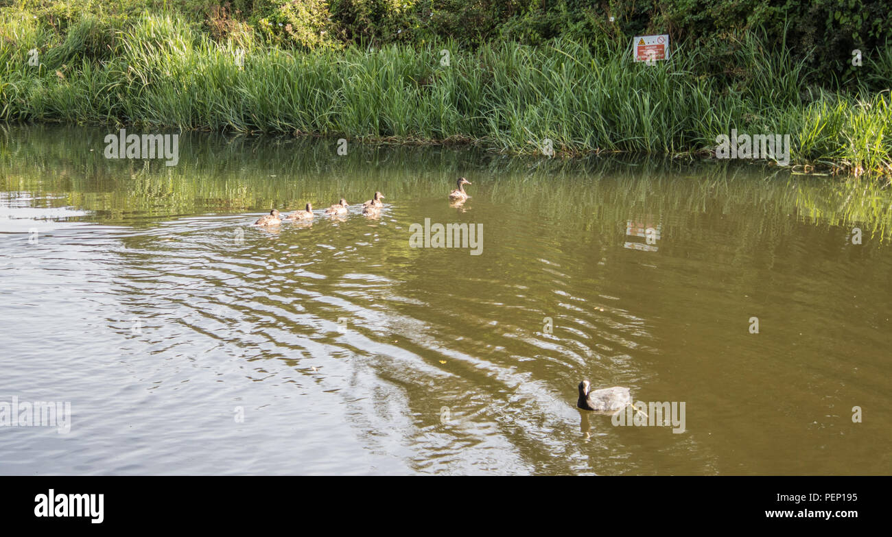 Chichester Canal, Chichester, West Sussex, Großbritannien Stockfoto