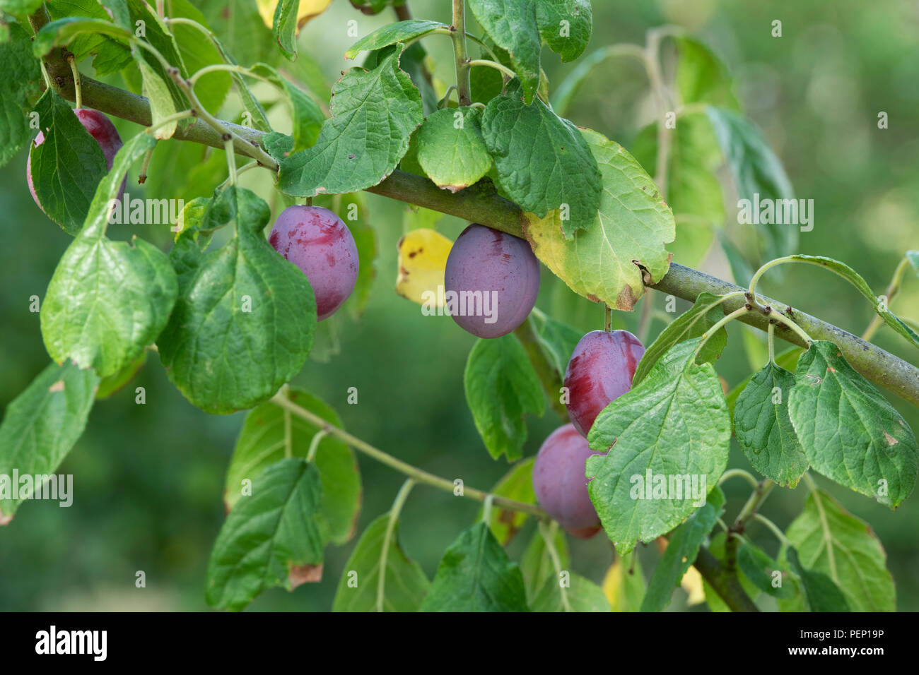 Prunus domestica. Pflaume 'Cox Kaiser "auf dem Baum. Großbritannien Stockfoto
