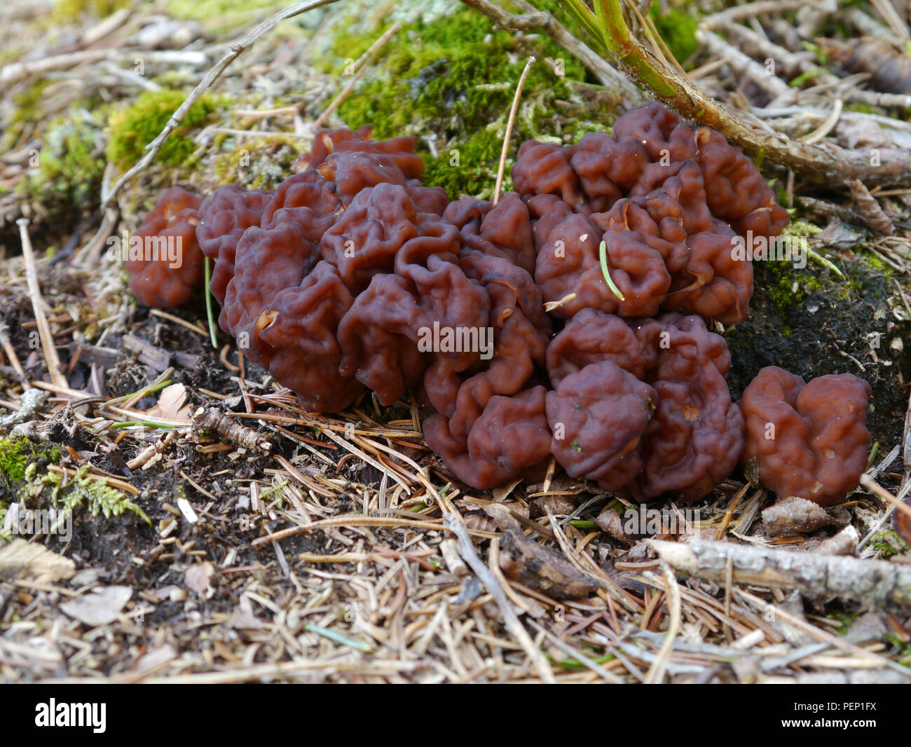 Falsche Morcheln auf woodground Stockfoto