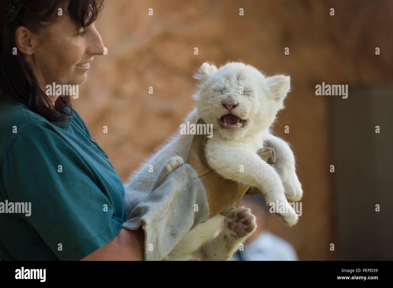 Männlicher löwe trägt junges -Fotos und -Bildmaterial in hoher Auflösung –  Alamy