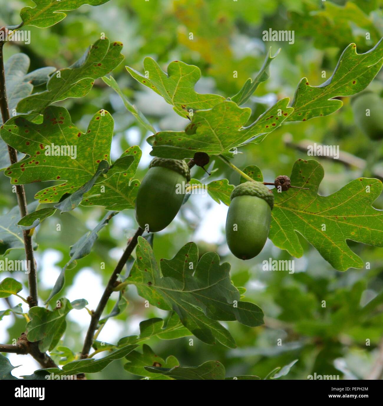 Eicheln auf einer alten Eiche im Sommer Stockfoto