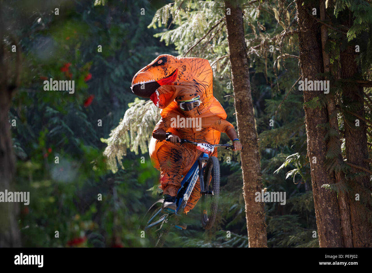 Ein Radfahrer in einem Dinosaurier Kostüm fliegt einen Sprung auf die A-Line Trail in Whistler Mountain Bike Park während der 2018 Radfahren Crankworx Festival in Whis Stockfoto