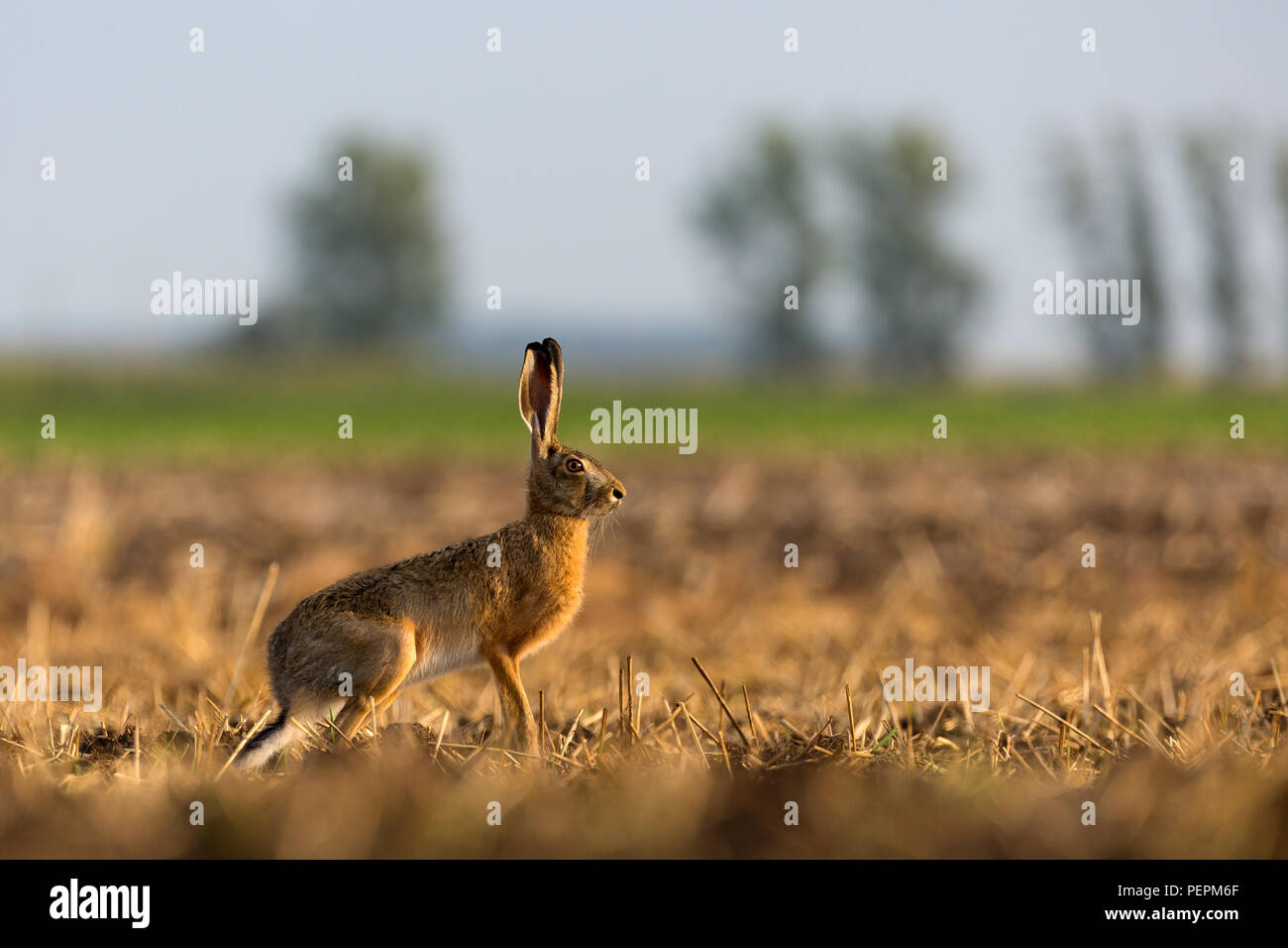 Hase auf Wiese Stockfoto