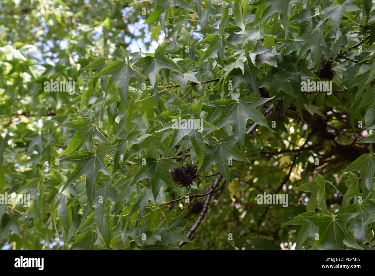 Liquidambar styraciflua auch Sweetgum im Sommer mit reifen und unreifen Samen, redgum Zweige mit reifen Samen genannt Stockfoto