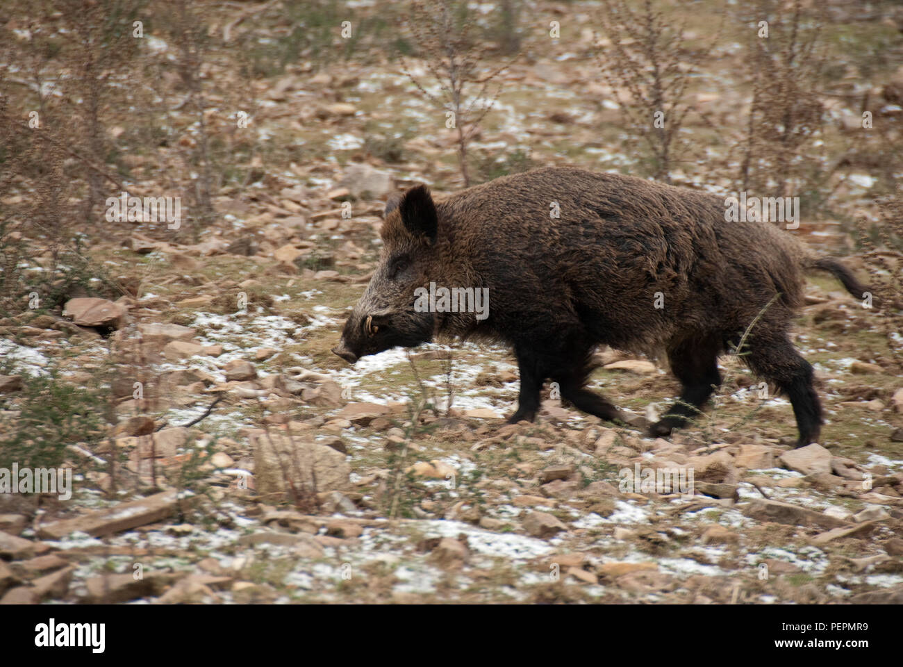 Wildschwein, sus scrofa, , Spanien Stockfoto